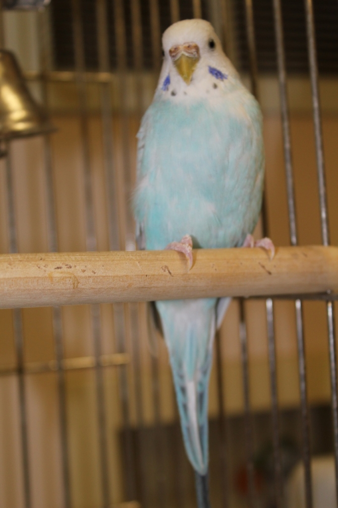 Blueberry the bird